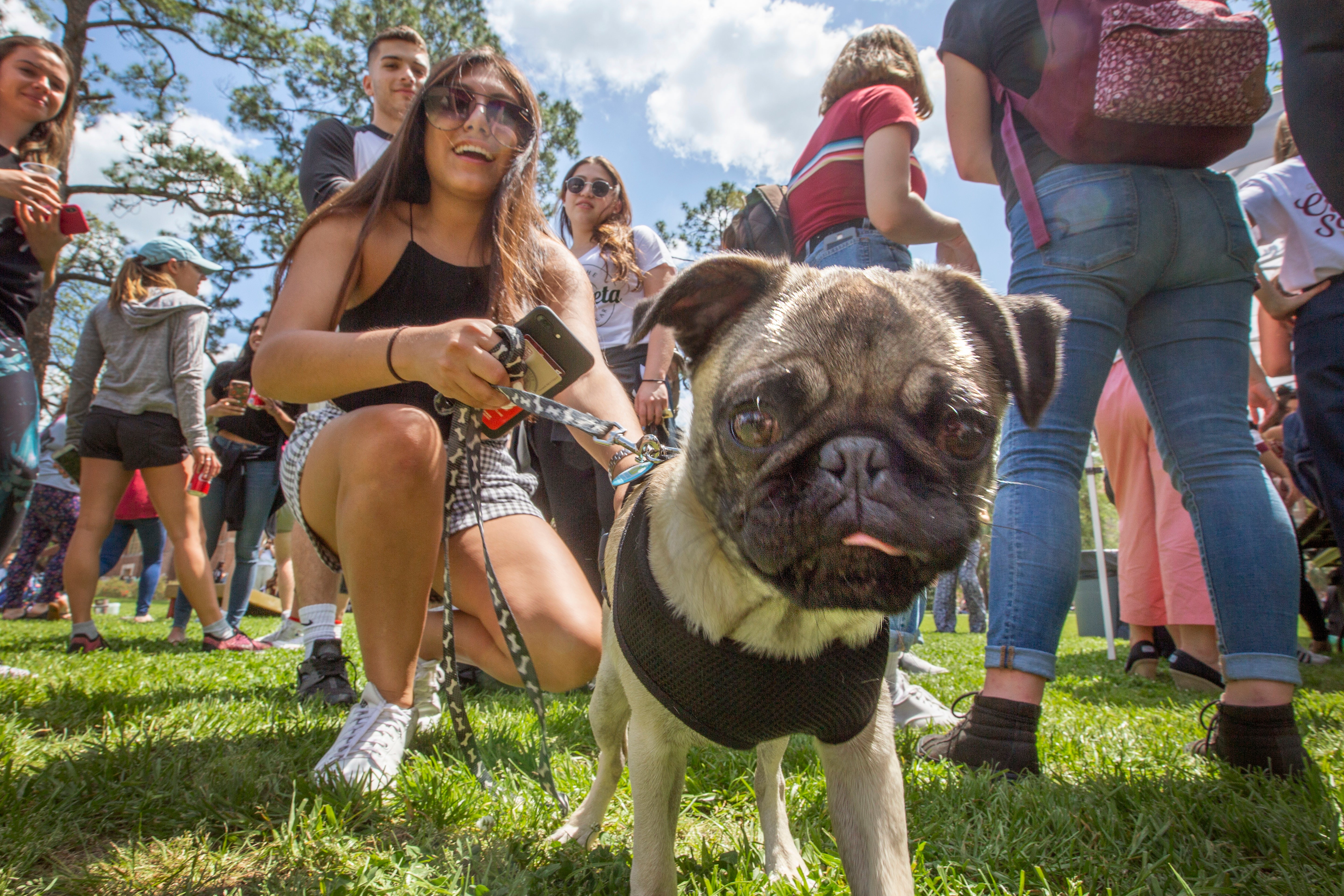 woman smiling and crouching behind a pug dog