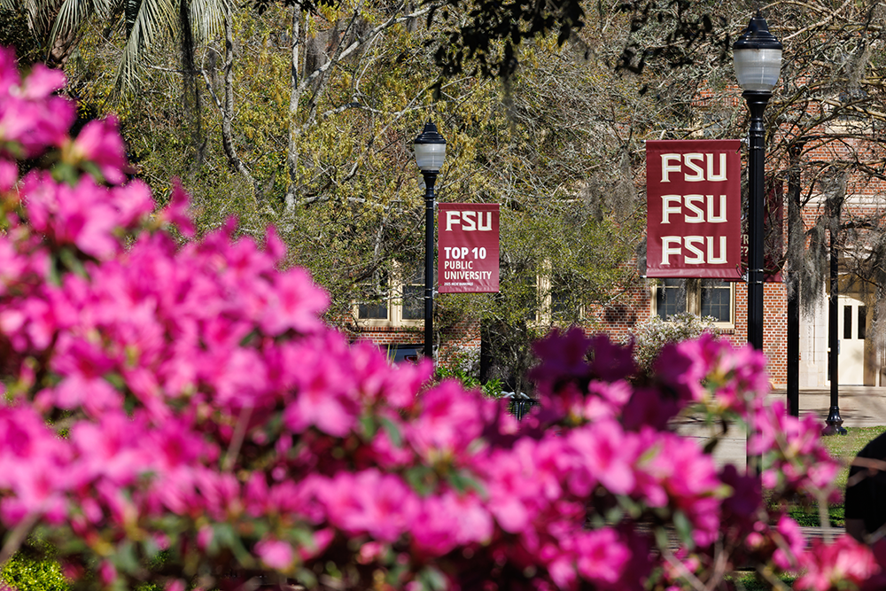 pink azaleas overlooking legacy walk, with lightpole banners saying "FSU"